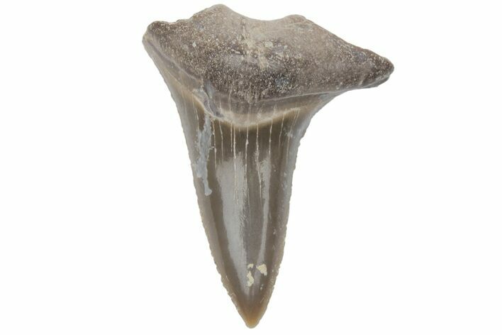 Bargain, Fossil Ginsu Shark (Cretoxyrhina) Tooth - Kansas #219159